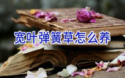 宽叶弹簧草怎么养插图
