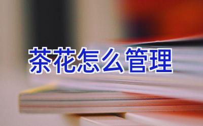 茶花怎么管理插图