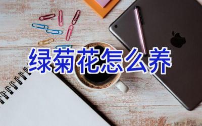 绿菊花怎么养插图