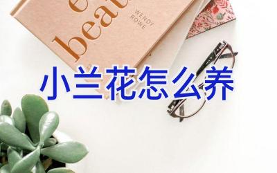 小兰花怎么养插图