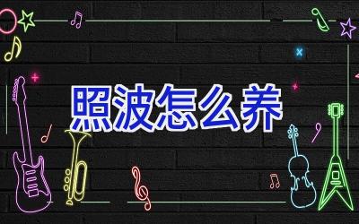 照波怎么养插图