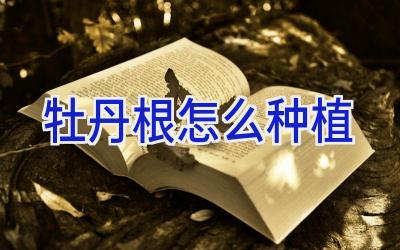 牡丹根怎么种植插图