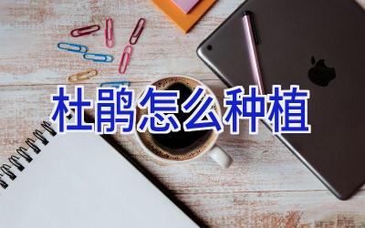 杜鹃怎么种植插图