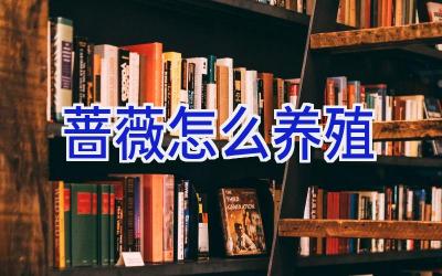 蔷薇怎么养殖插图