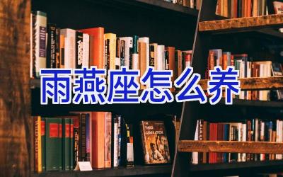 雨燕座怎么养插图