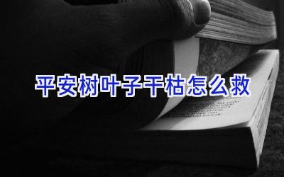 平安树叶子干枯怎么救插图