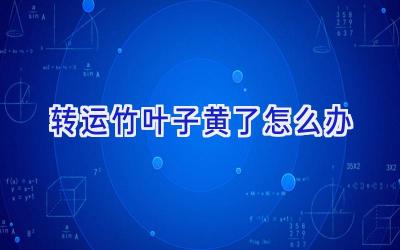 转运竹叶子黄了怎么办插图