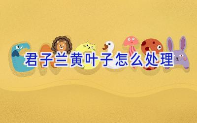 君子兰黄叶子怎么处理插图