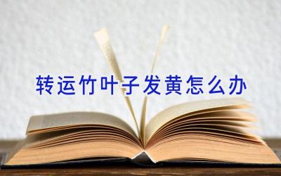 转运竹叶子发黄怎么办插图