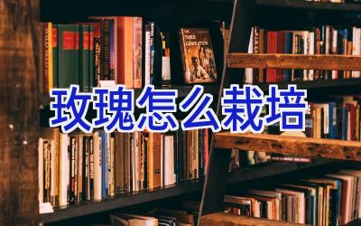 玫瑰怎么栽培插图