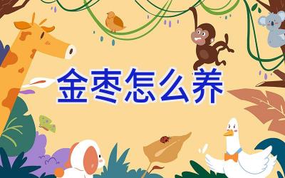 金枣怎么养插图