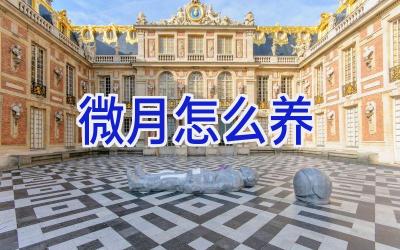 微月怎么养插图