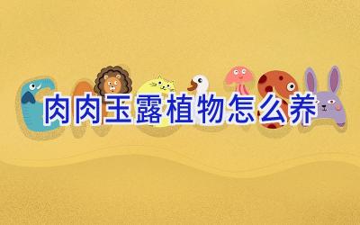 肉肉玉露植物怎么养插图