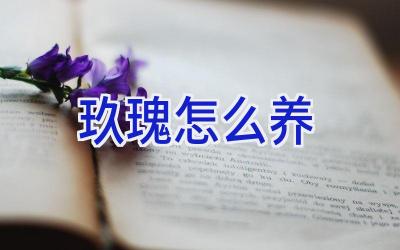 玖瑰怎么养插图