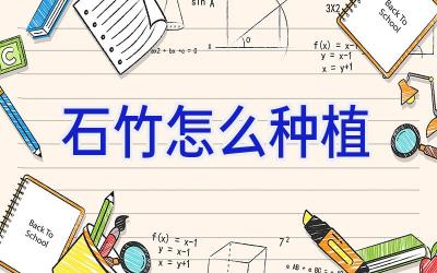 石竹怎么种植插图