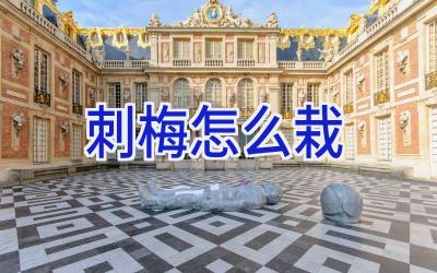刺梅怎么栽插图