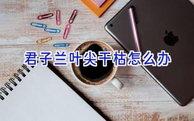 君子兰叶尖干枯怎么办插图