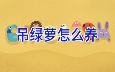 吊绿萝怎么养插图