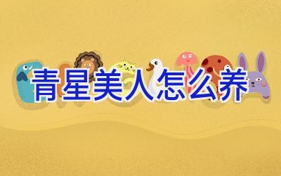 青星美人怎么养插图