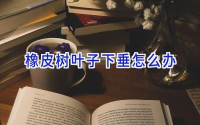 橡皮树叶子下垂怎么办插图