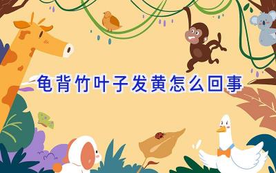 龟背竹叶子发黄怎么回事插图