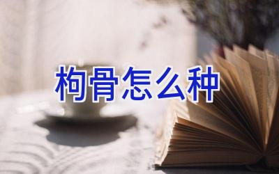 枸骨怎么种插图