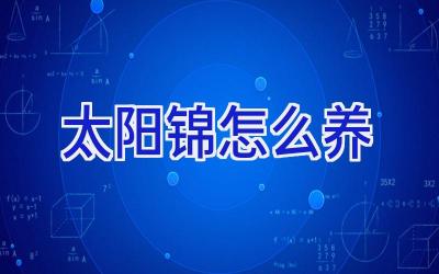 太阳锦怎么养插图