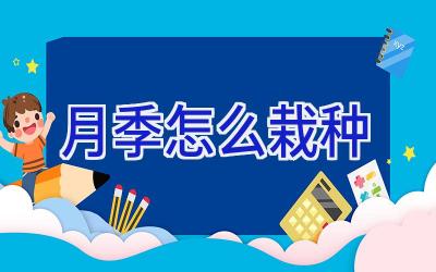 月季怎么栽种插图