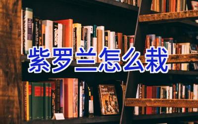 紫罗兰怎么栽插图