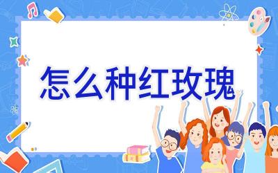 怎么种红玫瑰插图