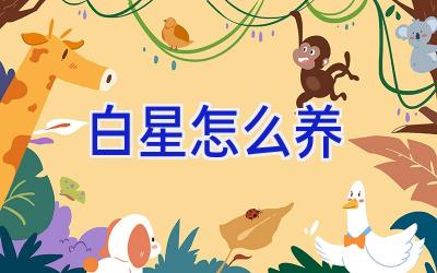 白星怎么养插图
