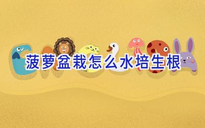 菠萝盆栽怎么水培生根插图