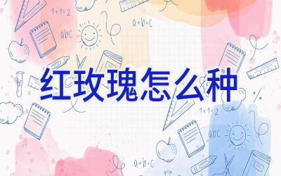 红玫瑰怎么种插图