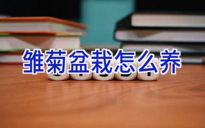 雏菊盆栽怎么养插图
