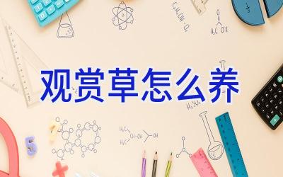 观赏草怎么养插图