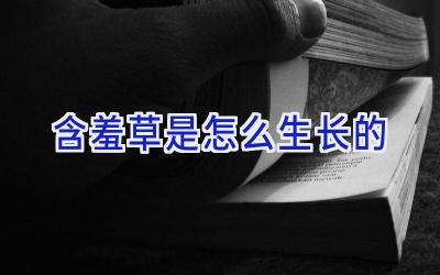 含羞草是怎么生长的插图