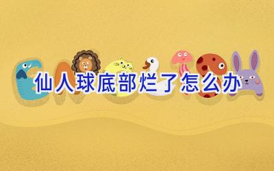 仙人球底部烂了怎么办插图