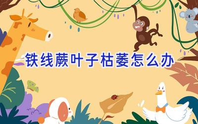 铁线蕨叶子枯萎怎么办插图