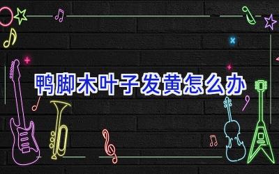 鸭脚木叶子发黄怎么办插图