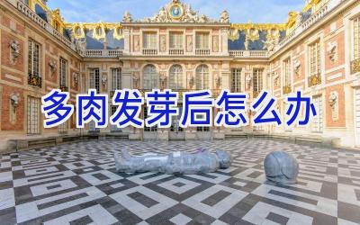 多肉发芽后怎么办插图