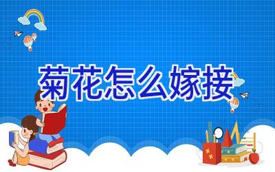 菊花怎么嫁接插图