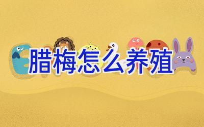 腊梅怎么养殖插图