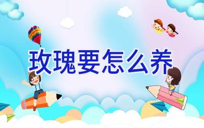 玫瑰要怎么养插图