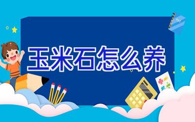 玉米石怎么养插图