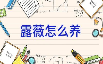 露薇怎么养插图
