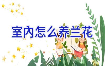 室内怎么养兰花插图 室内怎么养兰花插图