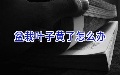 盆栽叶子黄了怎么办插图