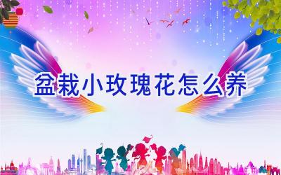 盆栽小玫瑰花怎么养插图