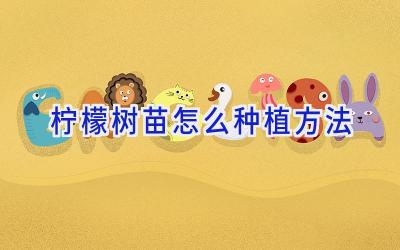 柠檬树苗怎么种植方法插图