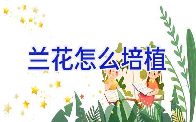 兰花怎么培植插图